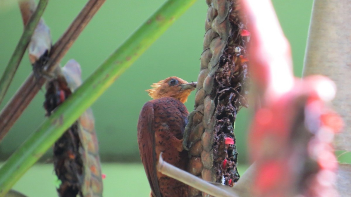 Chestnut-colored Woodpecker - ML108669491