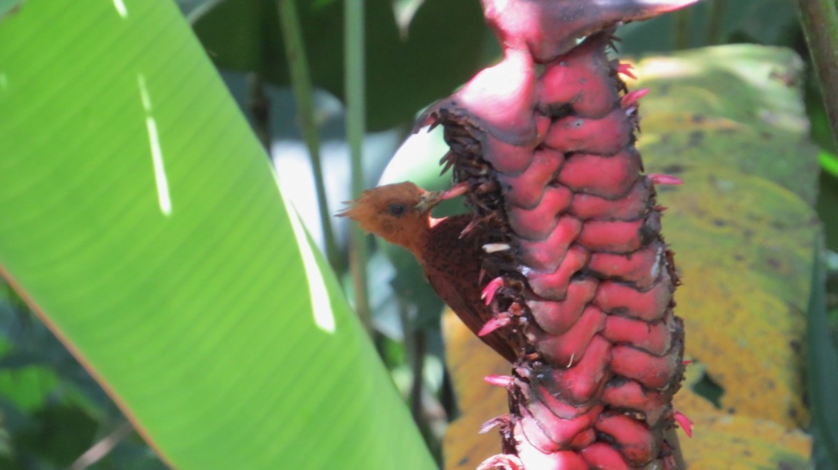 Chestnut-colored Woodpecker - ML108669511