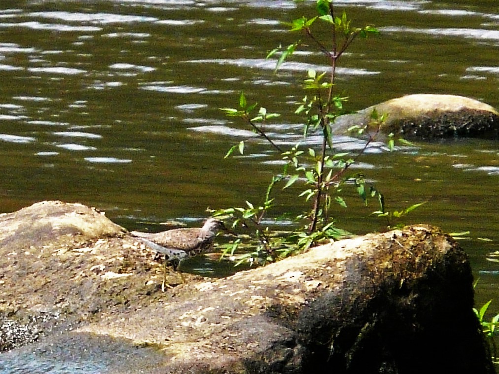Spotted Sandpiper - Ed Leigh