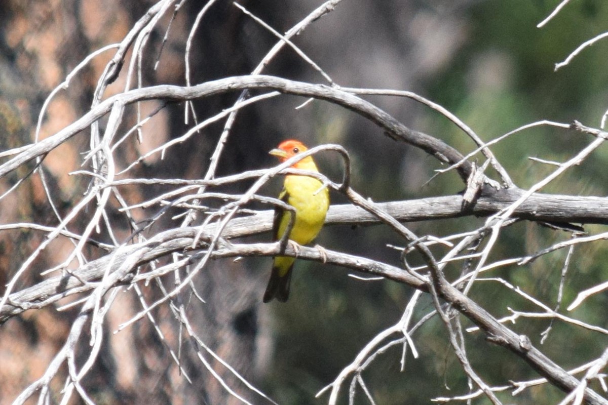 Western Tanager - Peter Rigsbee