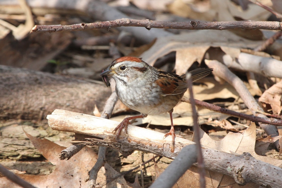Swamp Sparrow - ryan  doherty
