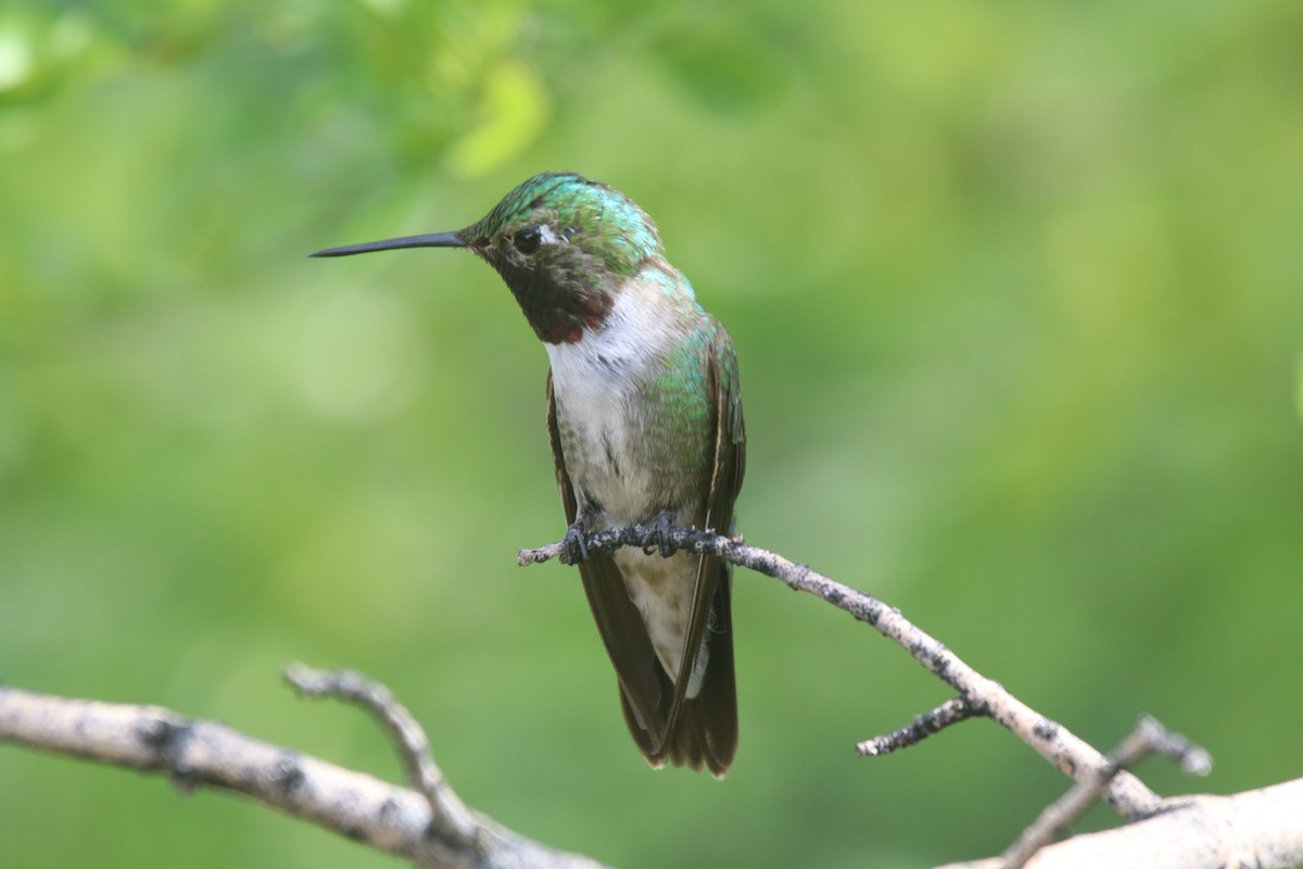 Broad-tailed Hummingbird - Doug Kibbe