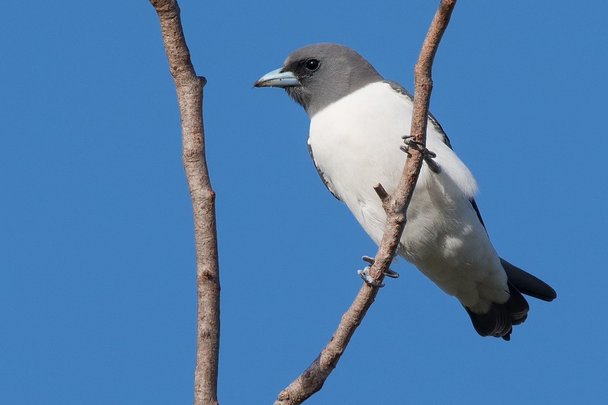 White-breasted Woodswallow - ML108682891