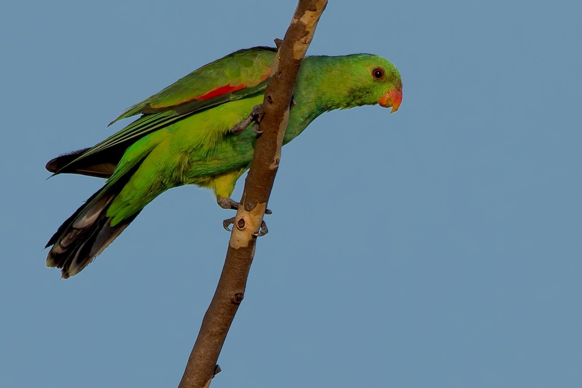 Red-winged Parrot - ML108682921