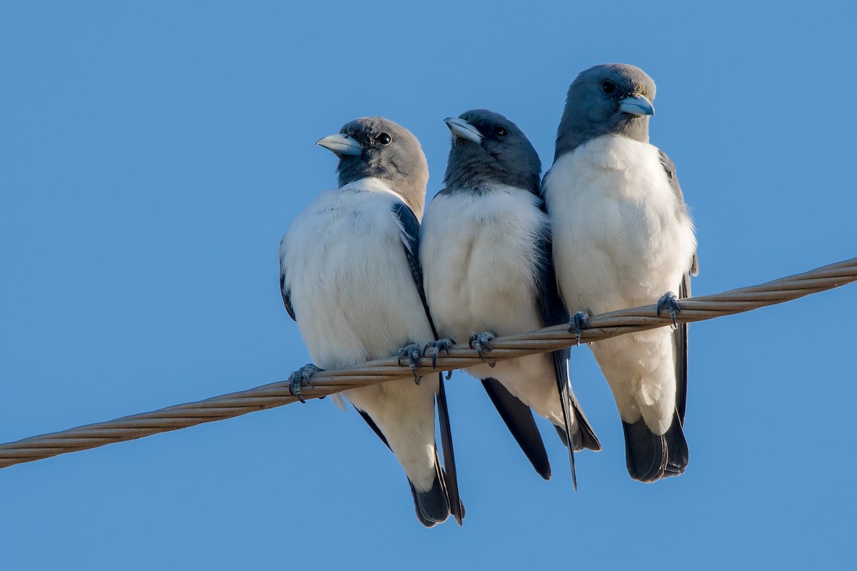 White-breasted Woodswallow - ML108682971