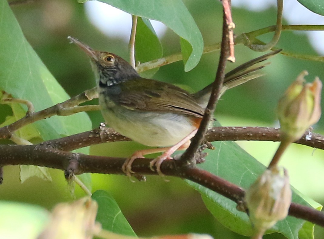 Common Tailorbird - Leejiah Dorward