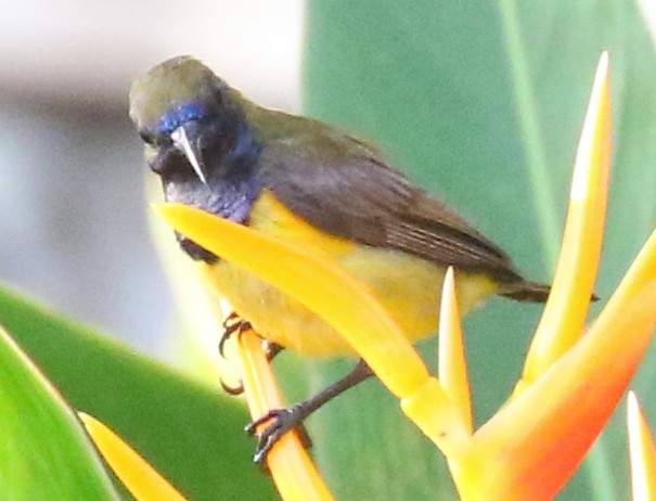 Ornate Sunbird - Leejiah Dorward