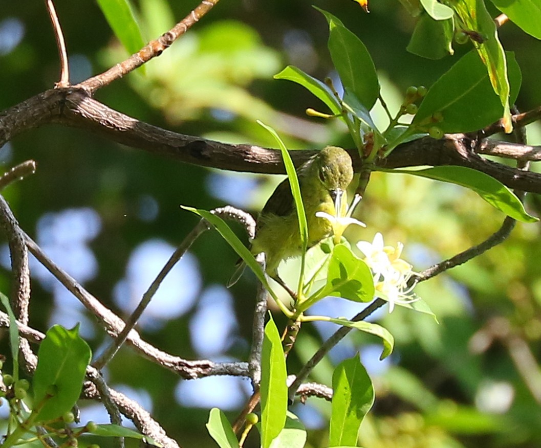 Brown-throated Sunbird - Leejiah Dorward