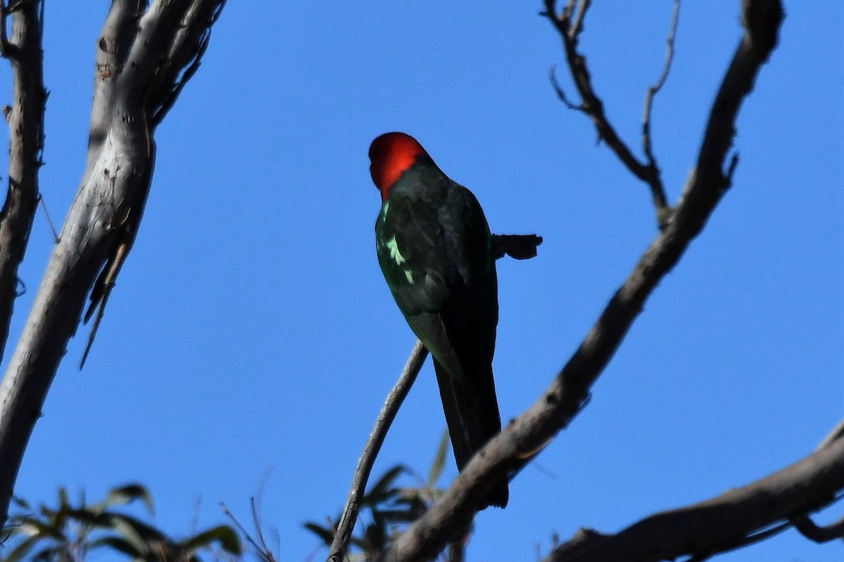Australian King-Parrot - Chris Munson