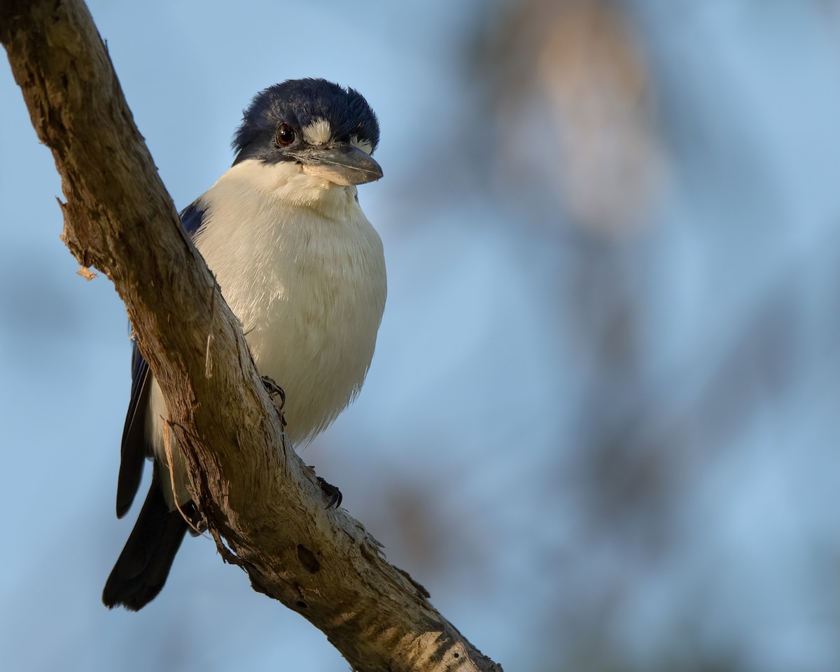 Forest Kingfisher - ML108688471