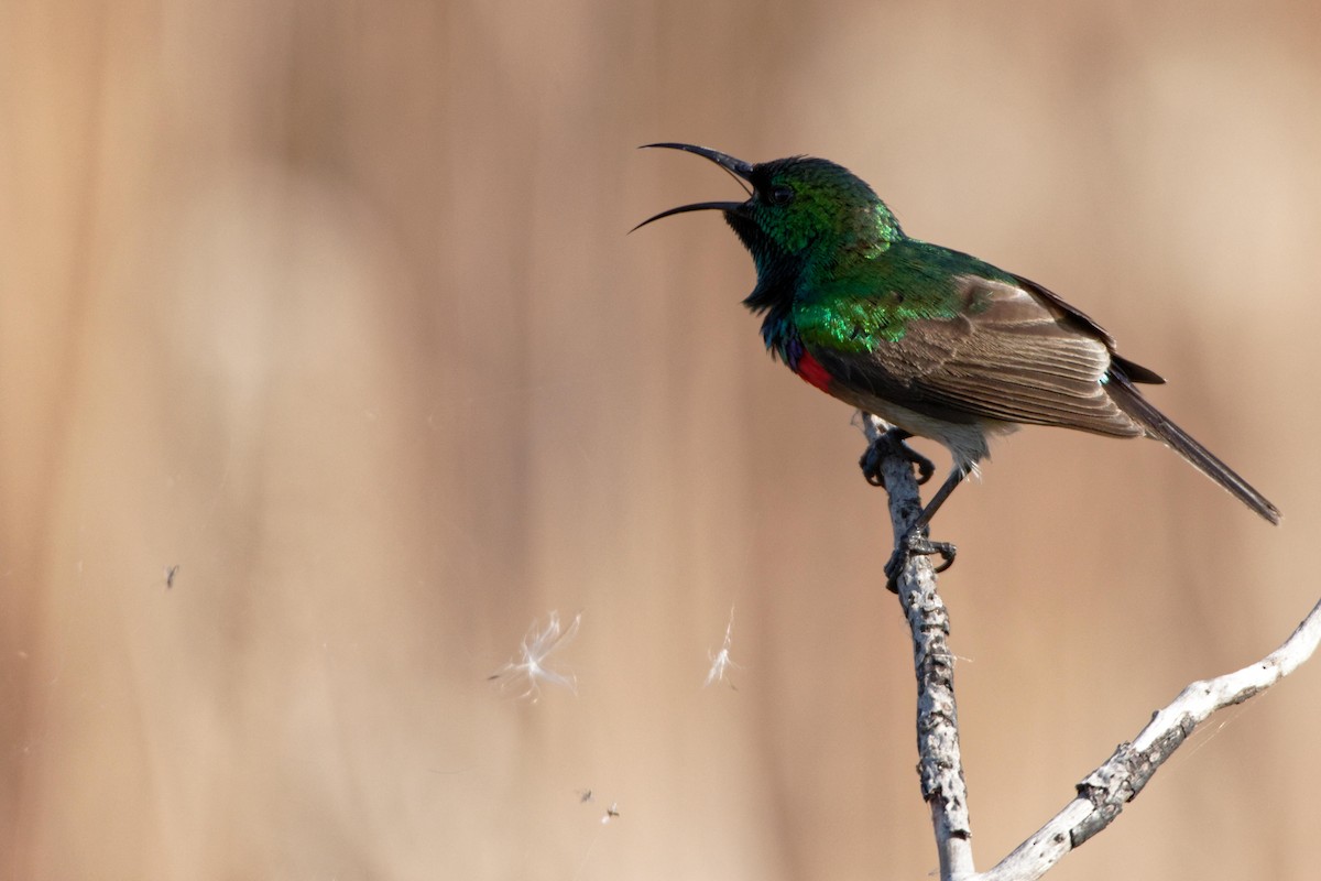 Southern Double-collared Sunbird - Anonymous