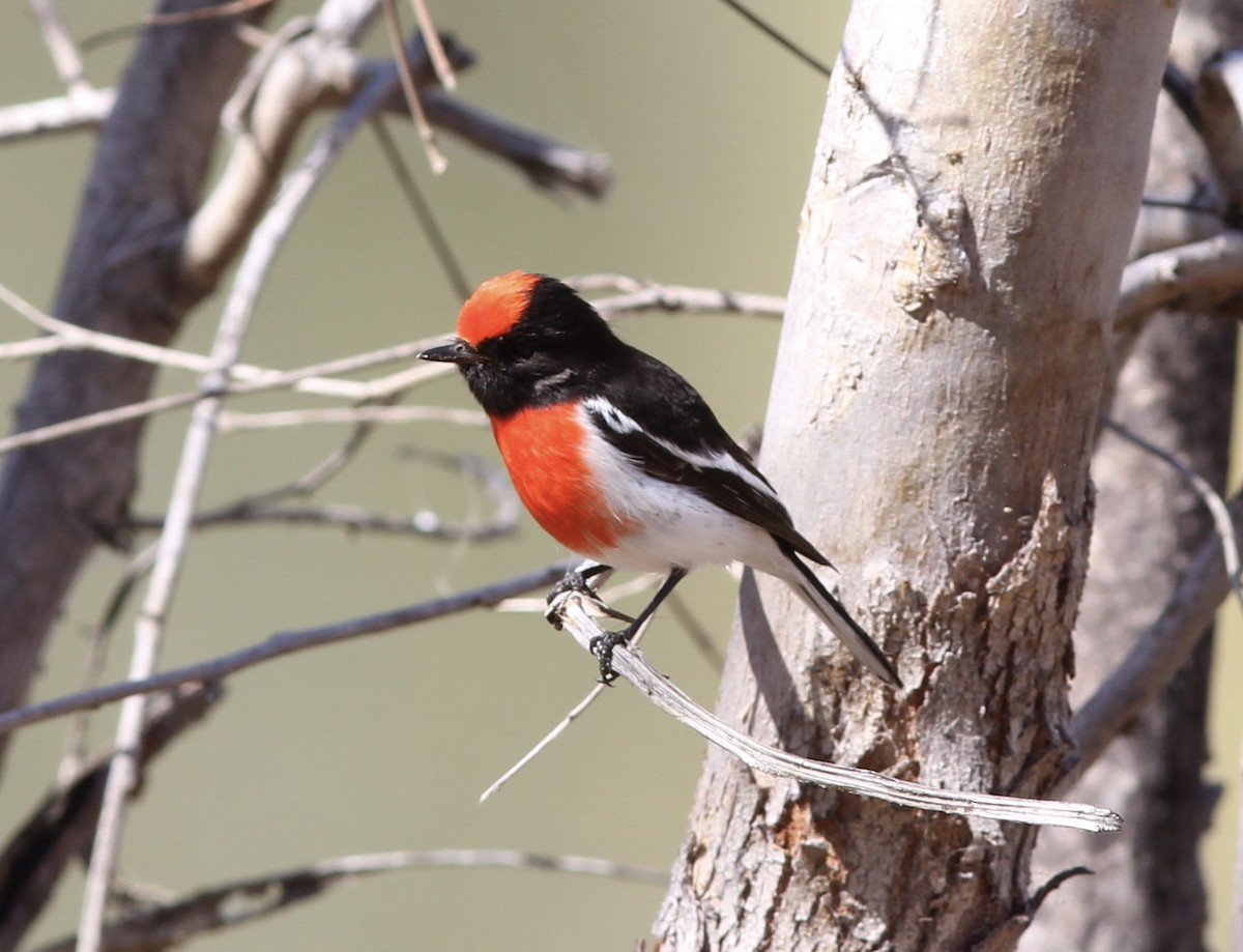 Red-capped Robin - ML108694581