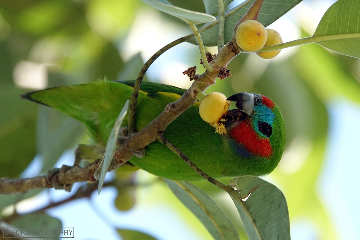 Double-eyed Fig-Parrot - ML108697151