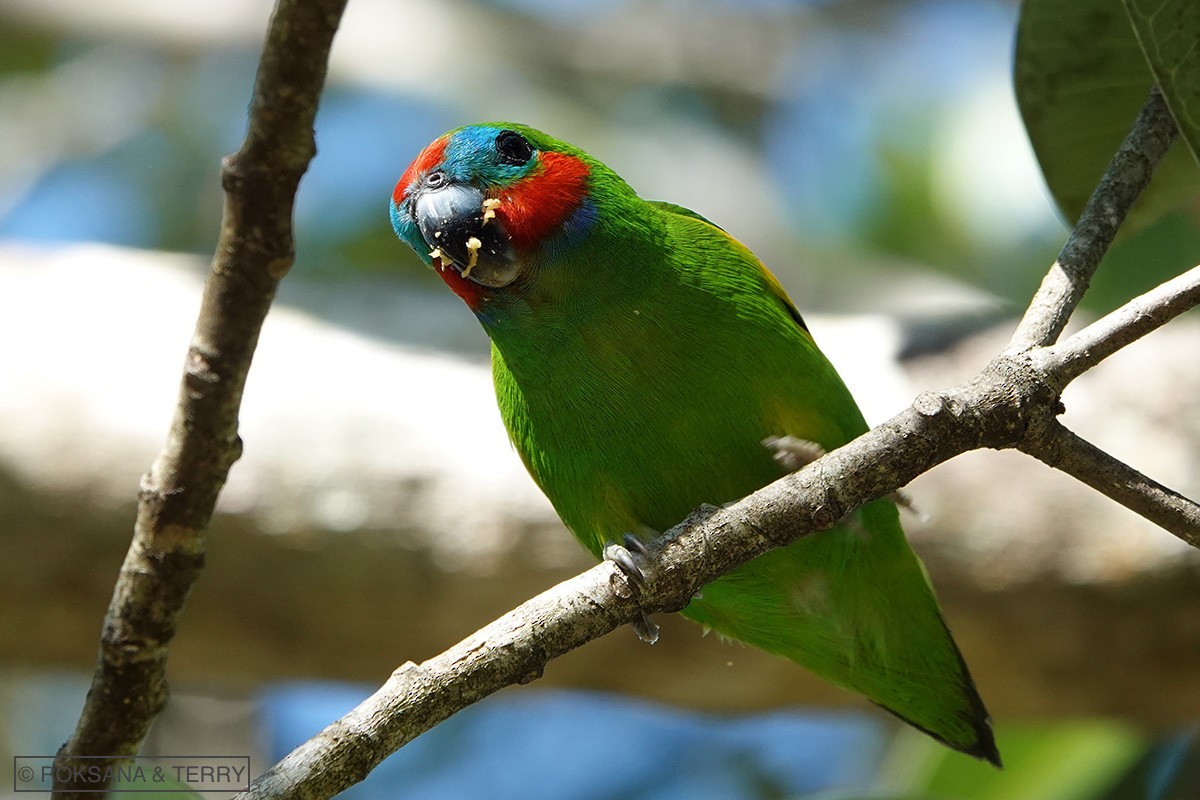 Double-eyed Fig-Parrot - ML108697171