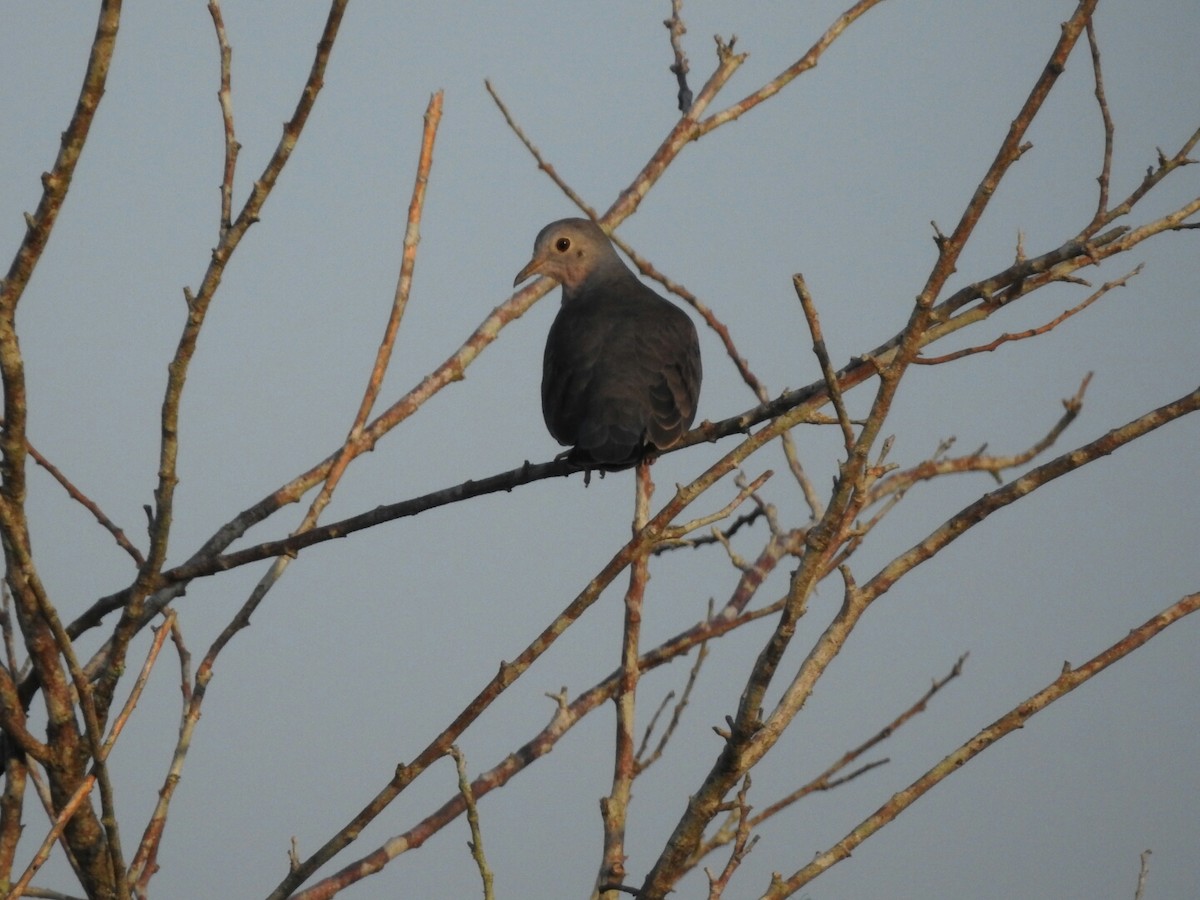 Plain-breasted Ground Dove - Angel Castillo Birdwatching Guide