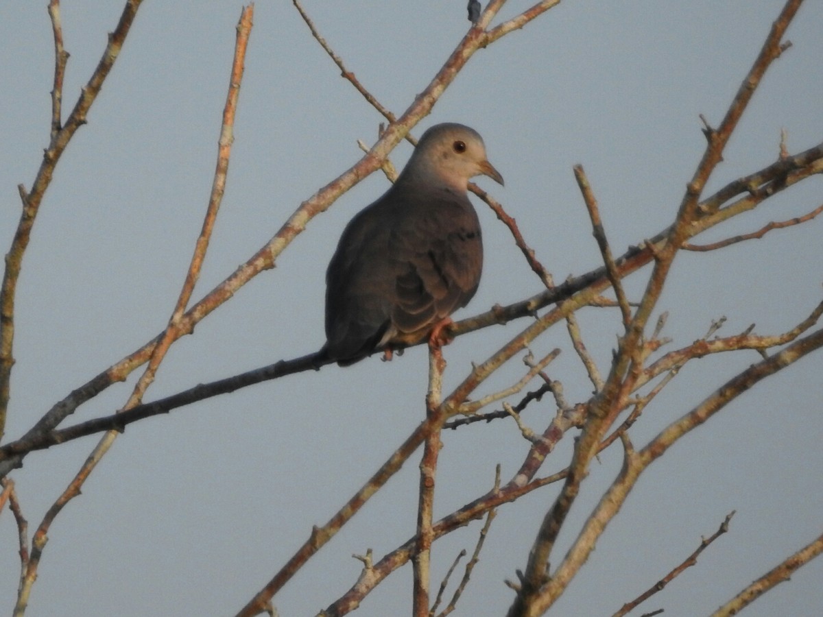 Plain-breasted Ground Dove - Angel Castillo Birdwatching Guide