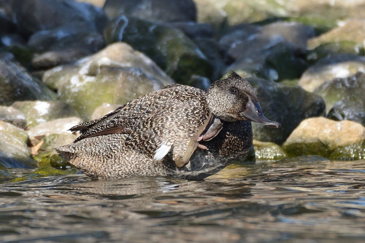 Freckled Duck - ML108698901