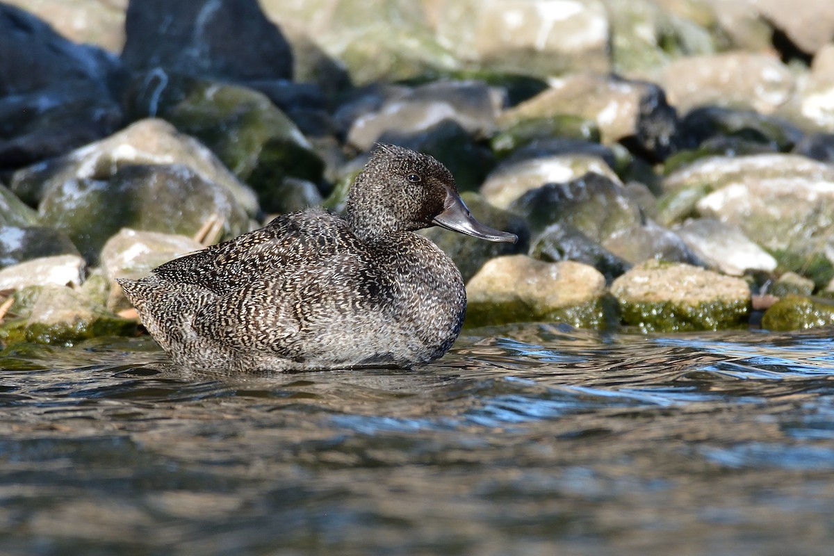 Freckled Duck - ML108698921