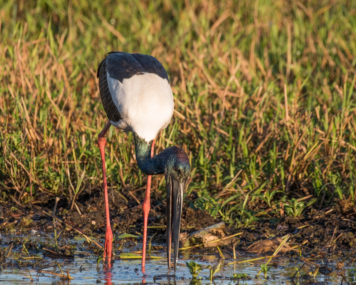 Black-necked Stork - Terence Alexander