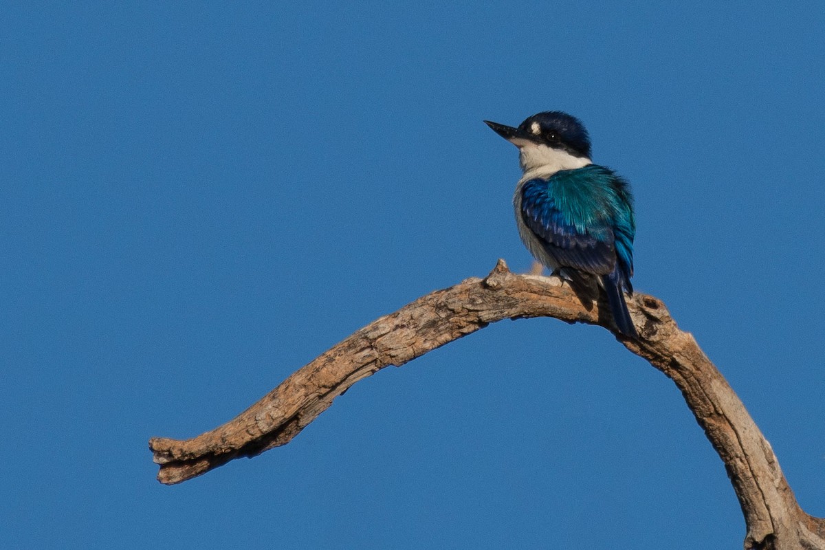Forest Kingfisher - ML108701481