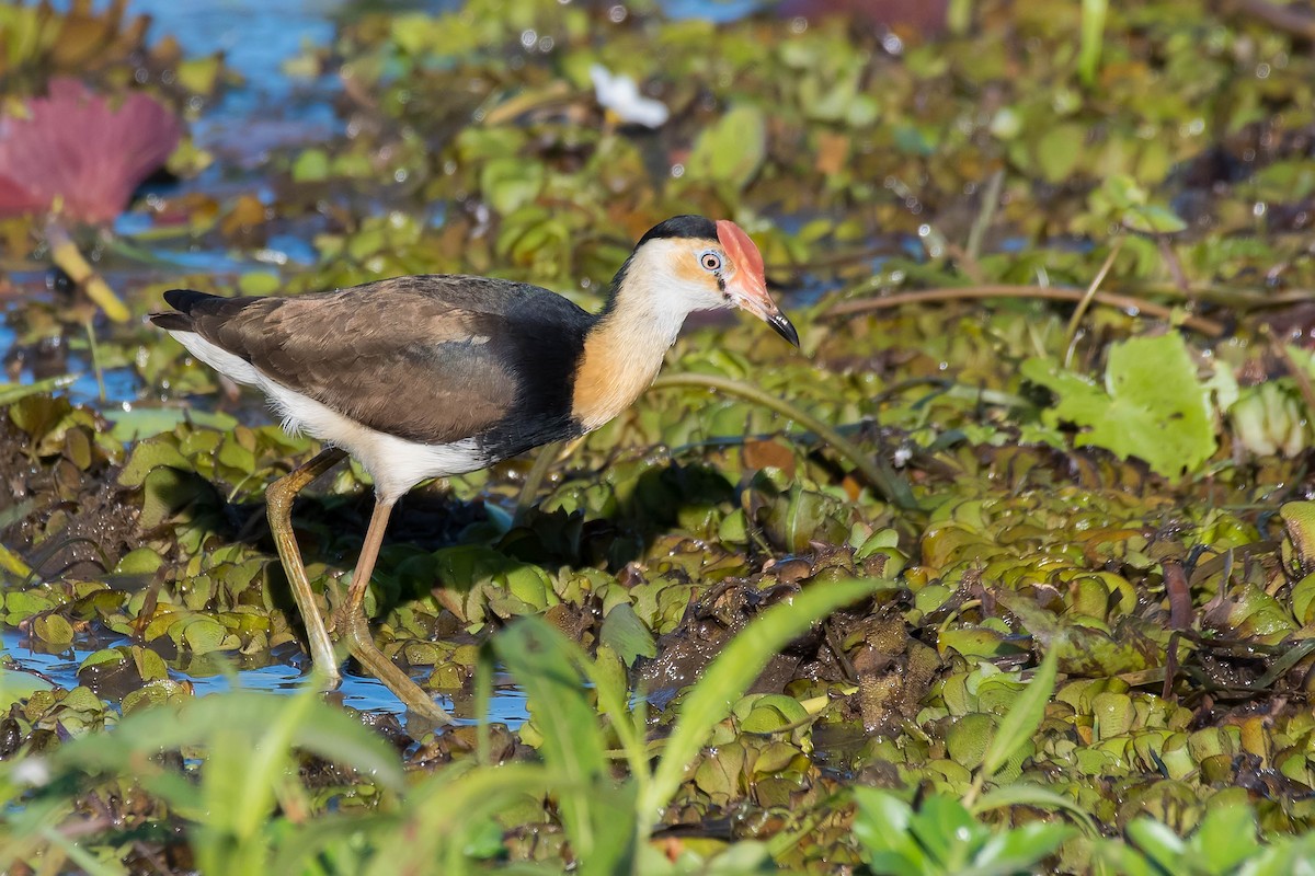 Comb-crested Jacana - Terence Alexander