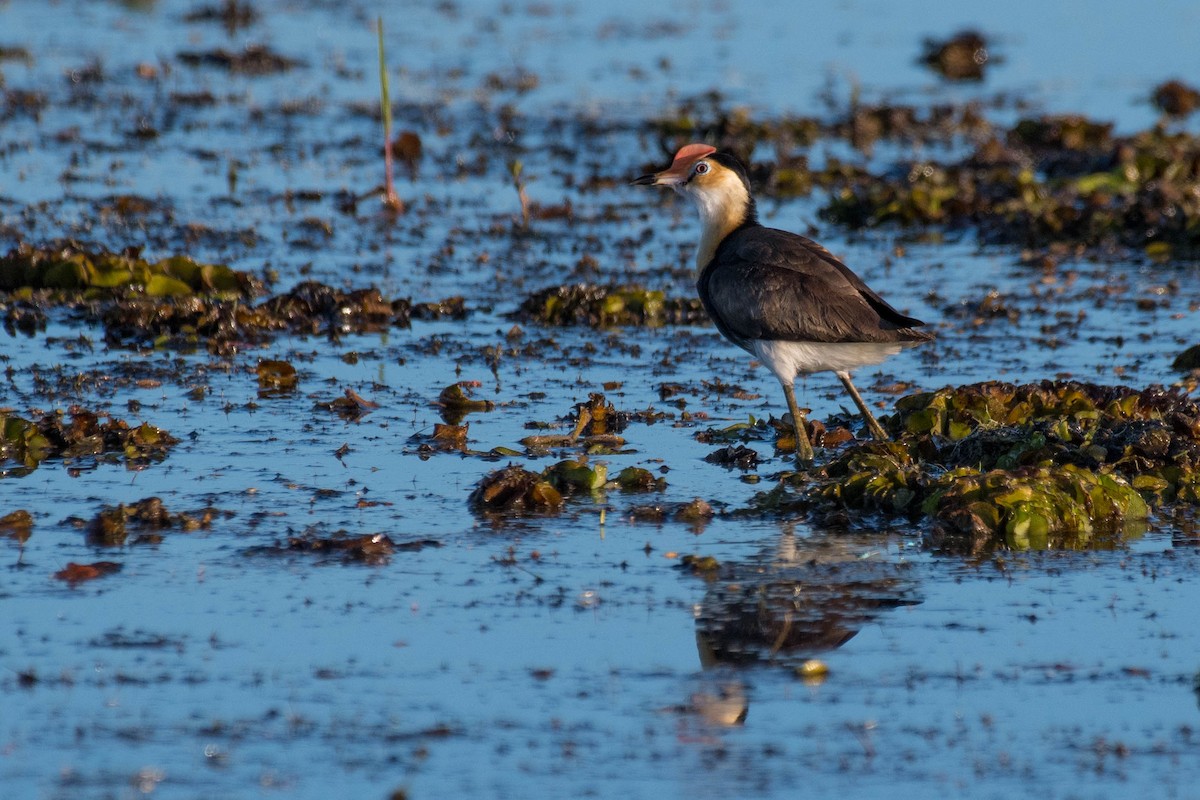 Comb-crested Jacana - Terence Alexander