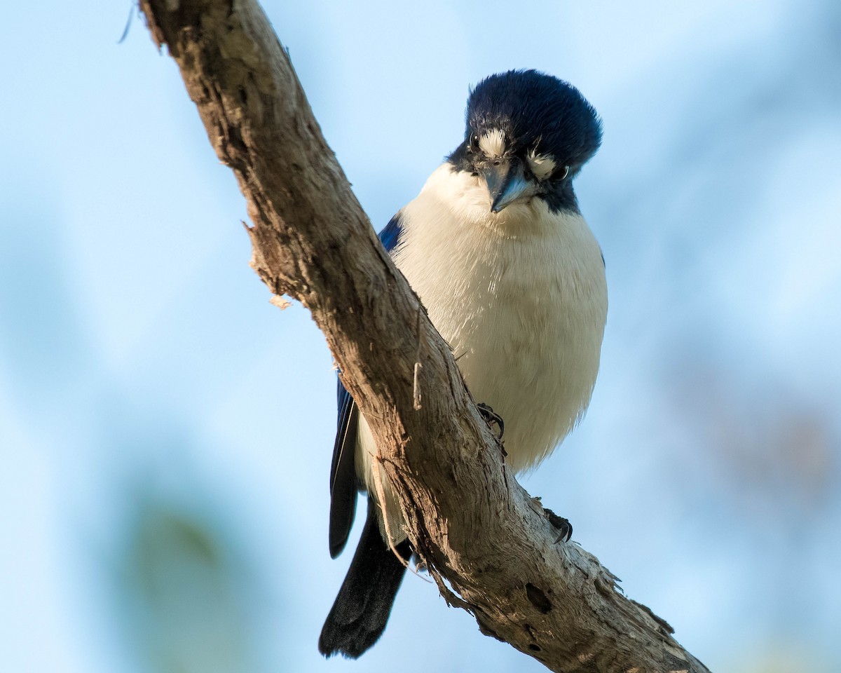 Forest Kingfisher - ML108703631