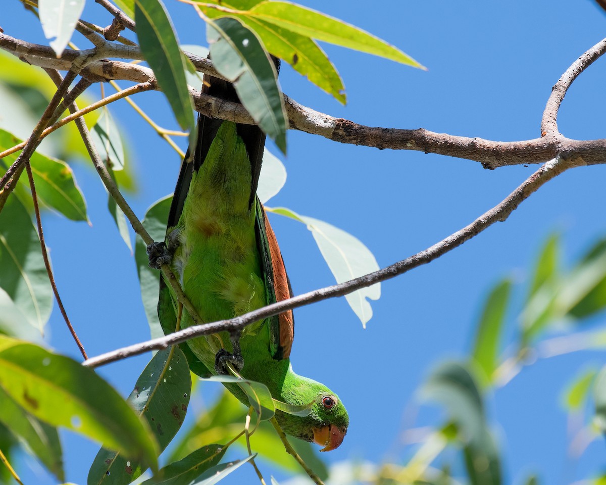 Red-winged Parrot - ML108704641