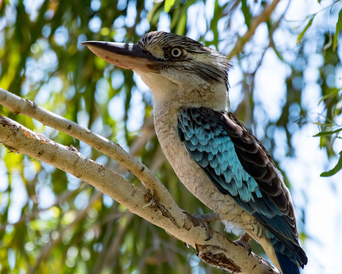 Blue-winged Kookaburra - Terence Alexander