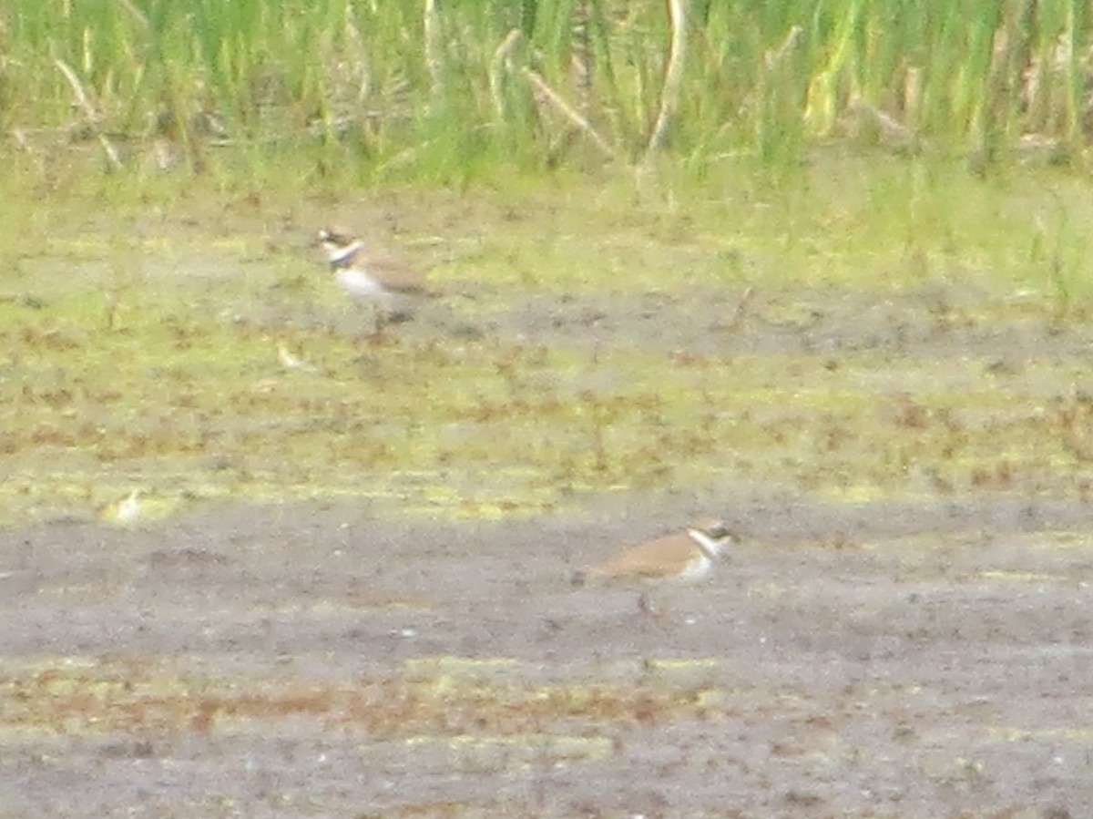 Semipalmated Plover - ML108707151