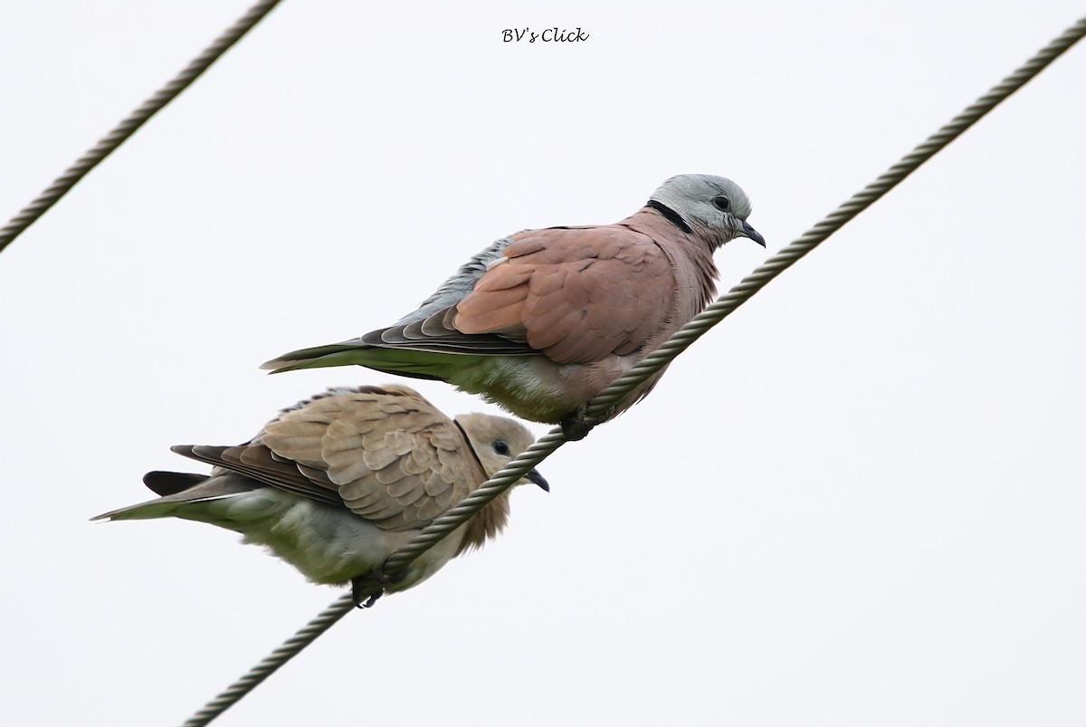 Red Collared-Dove - ML108709201