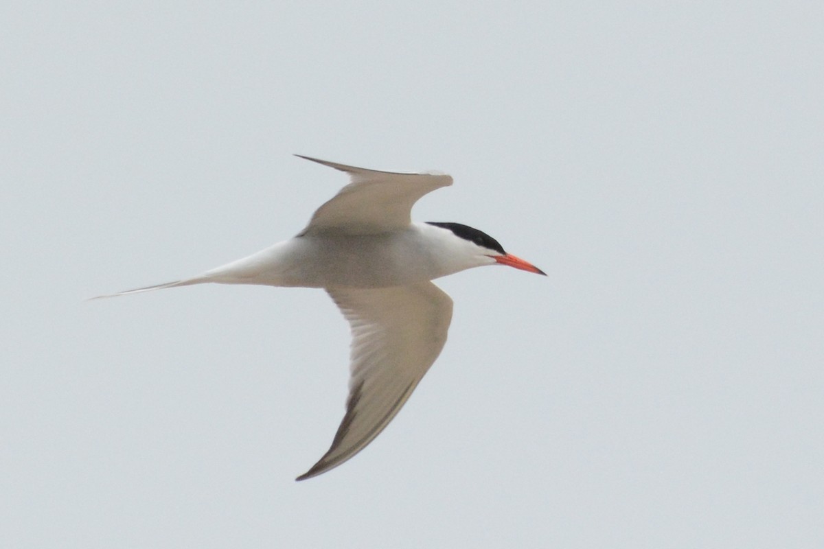 Common Tern - ML108709491