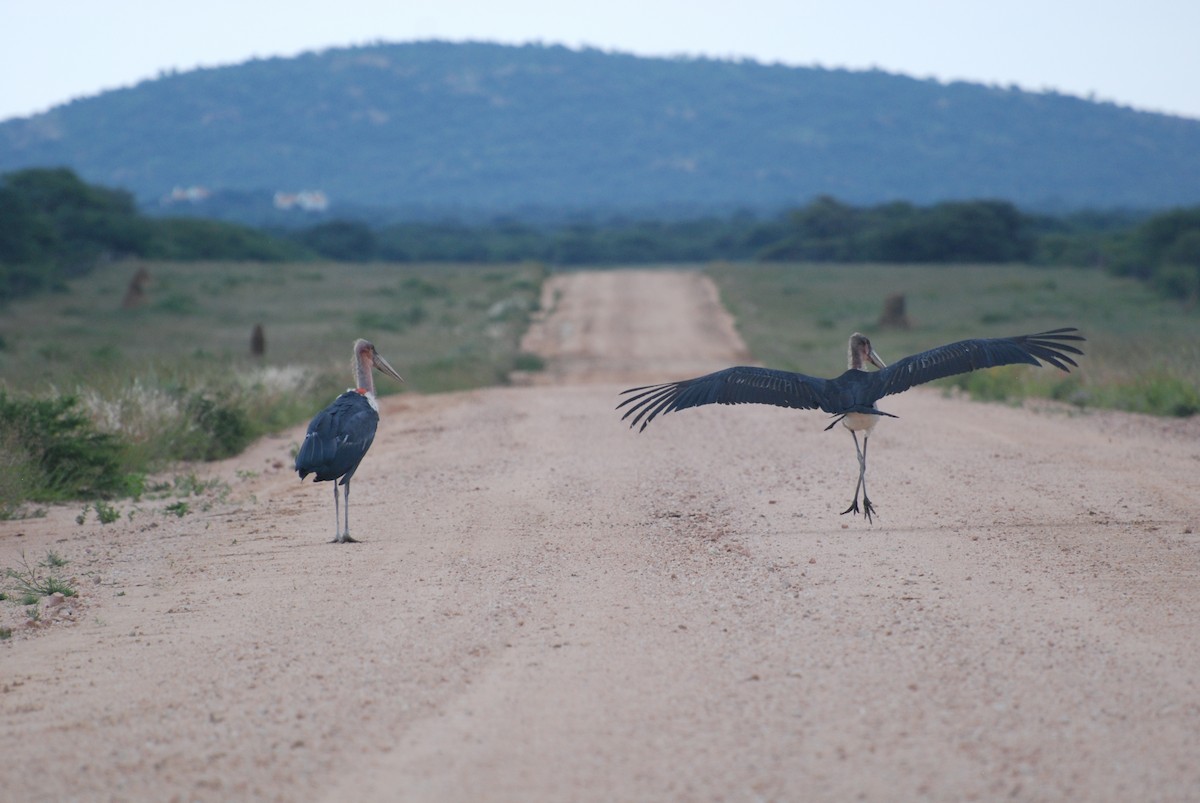 Marabou Stork - Geoffrey Palmer