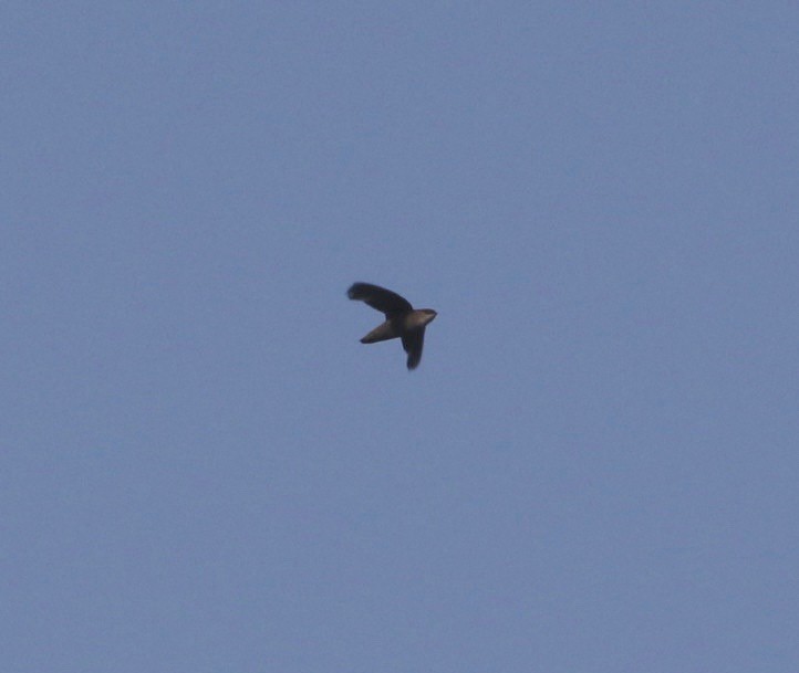 Chimney Swift - Pair of Wing-Nuts