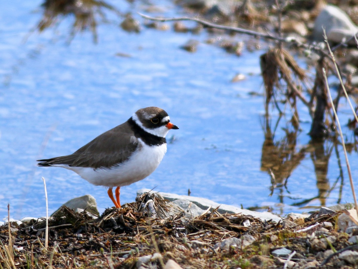 Semipalmated Plover - ML108714151