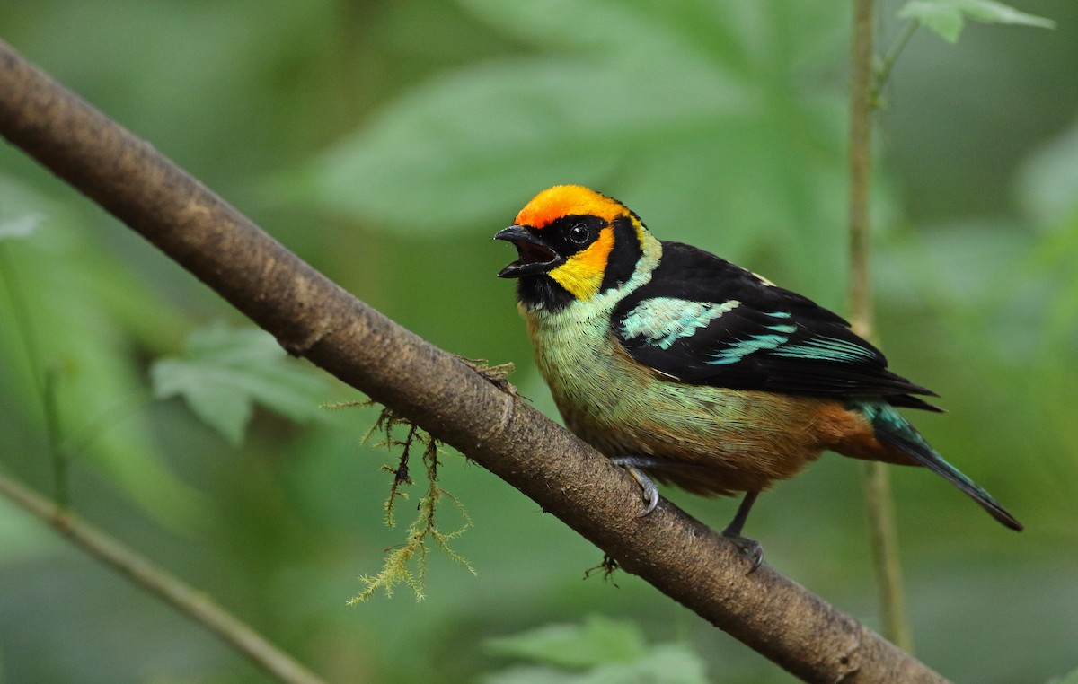 Flame-faced Tanager - ML108714381