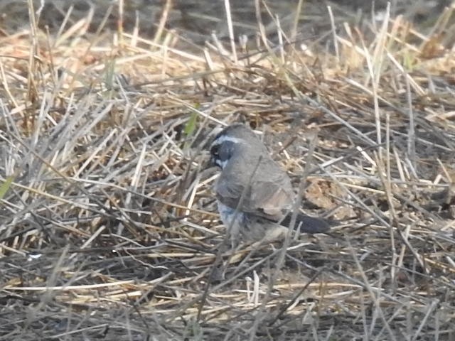 Black-throated Sparrow - Kimball Garrett