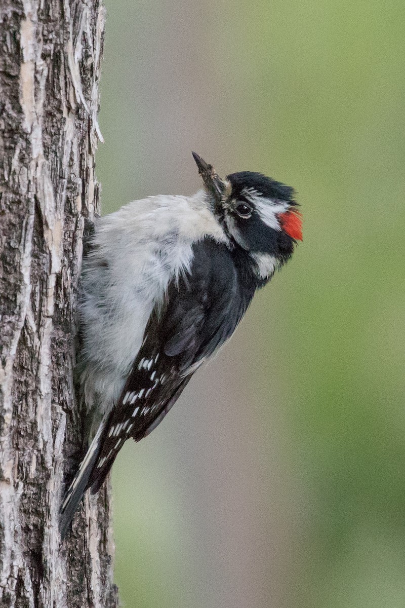 Downy Woodpecker - MarieRoyer Royer