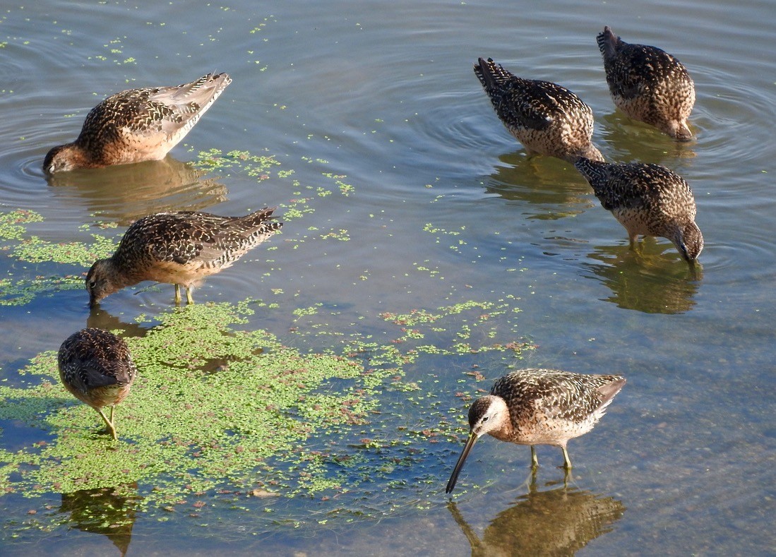 Long-billed Dowitcher - ML108725951