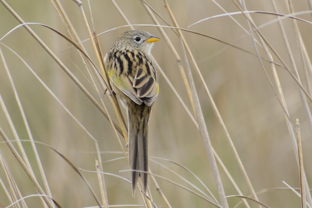 Wedge-tailed Grass-Finch - ML108727261