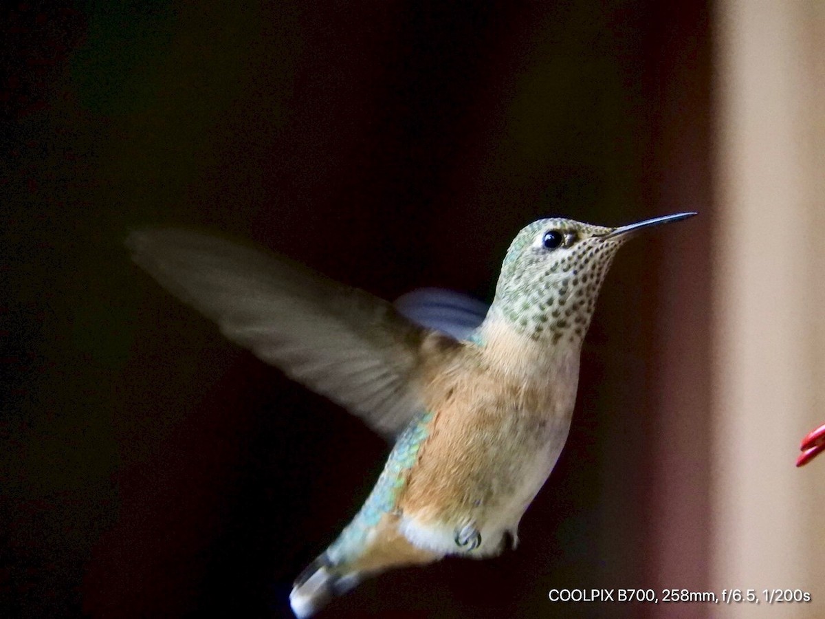 Calliope Hummingbird - Larry Joseph