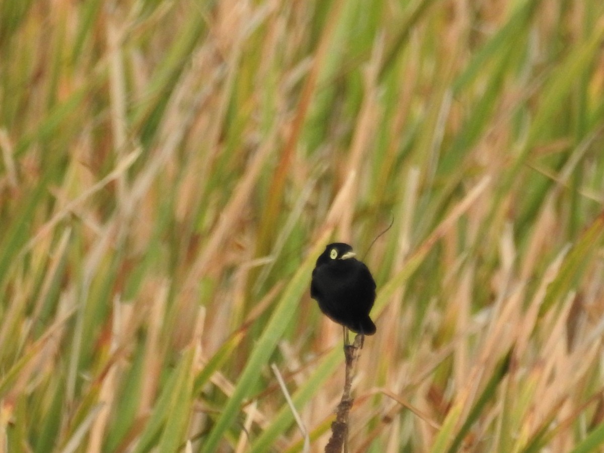 Spectacled Tyrant - ML108730421