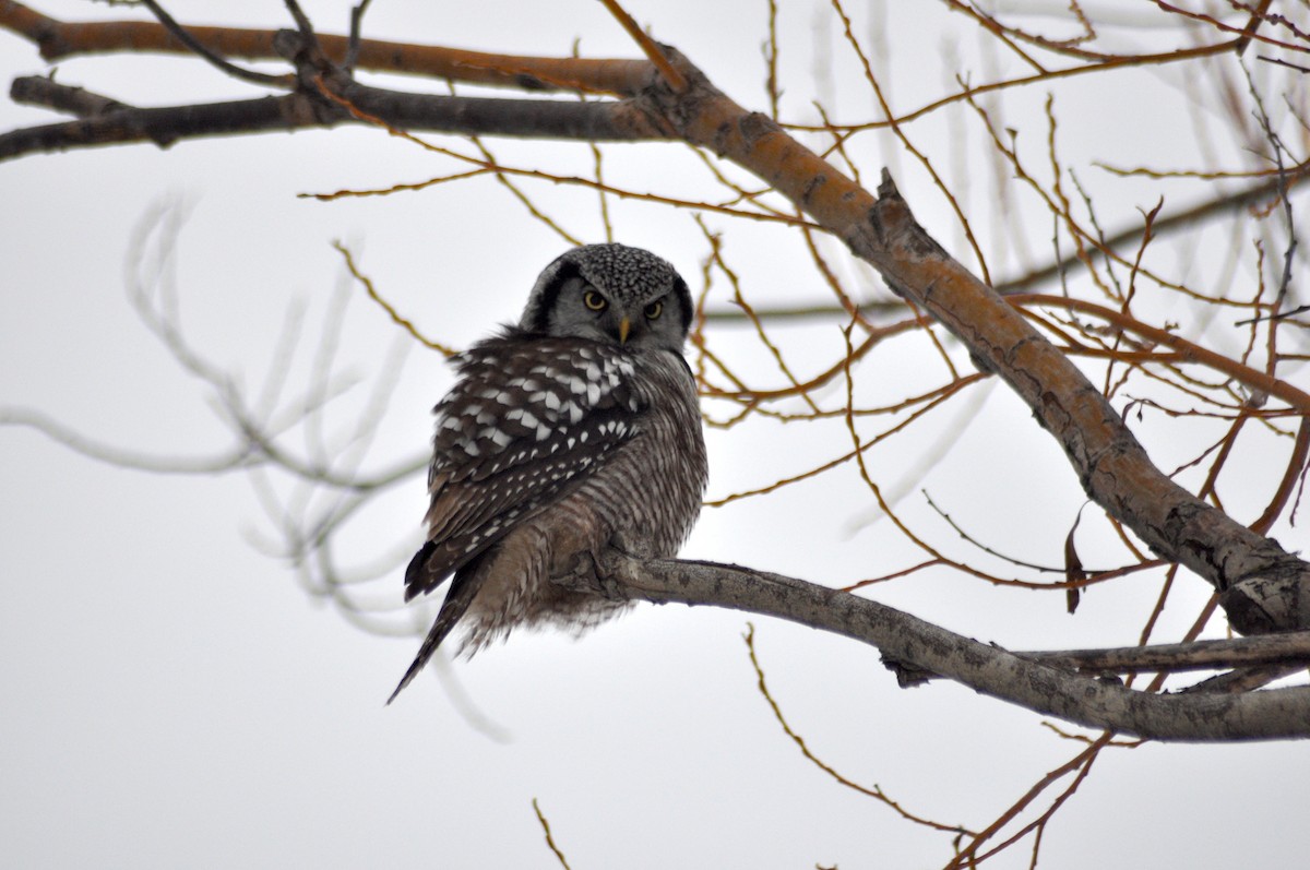 Northern Hawk Owl - Matthew Gasner