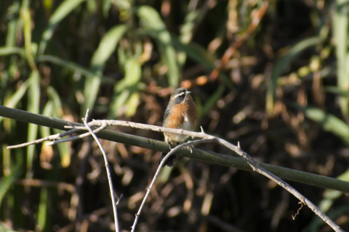 Black-and-rufous Warbling Finch - ML108732481