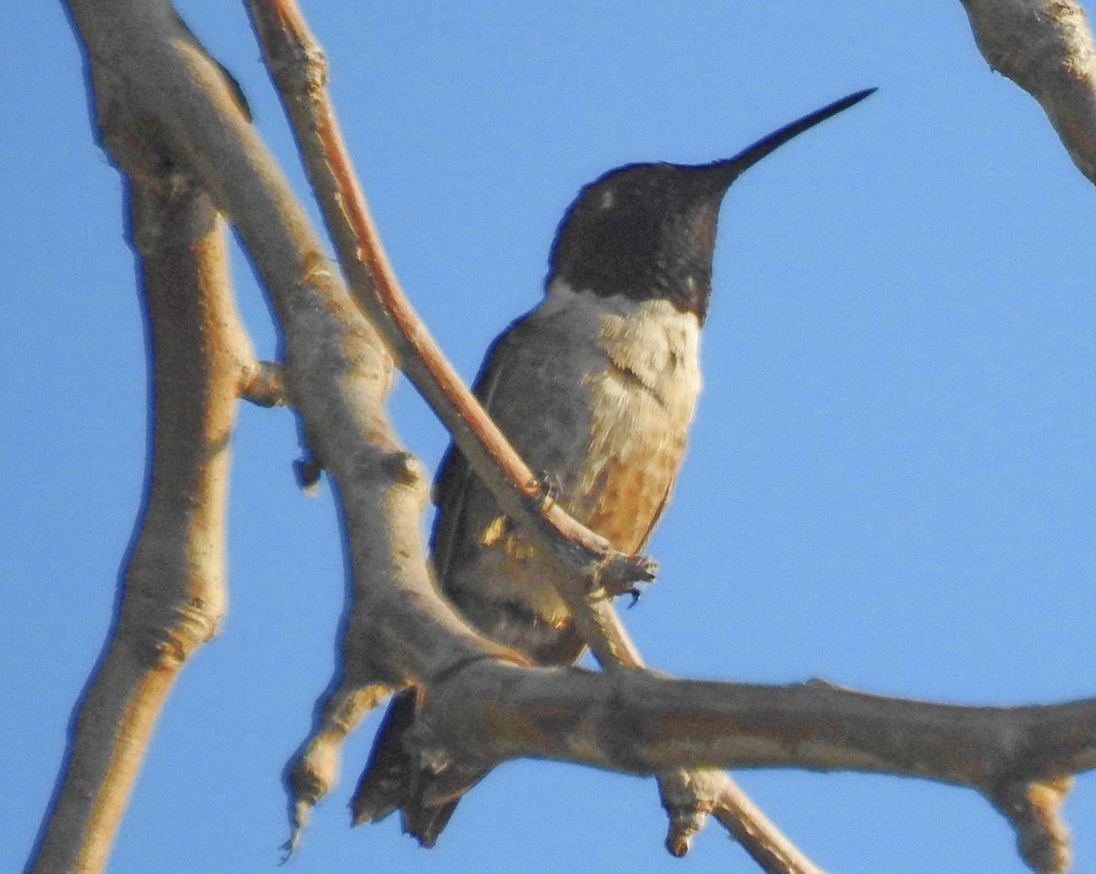 Black-chinned Hummingbird - Greg Cross