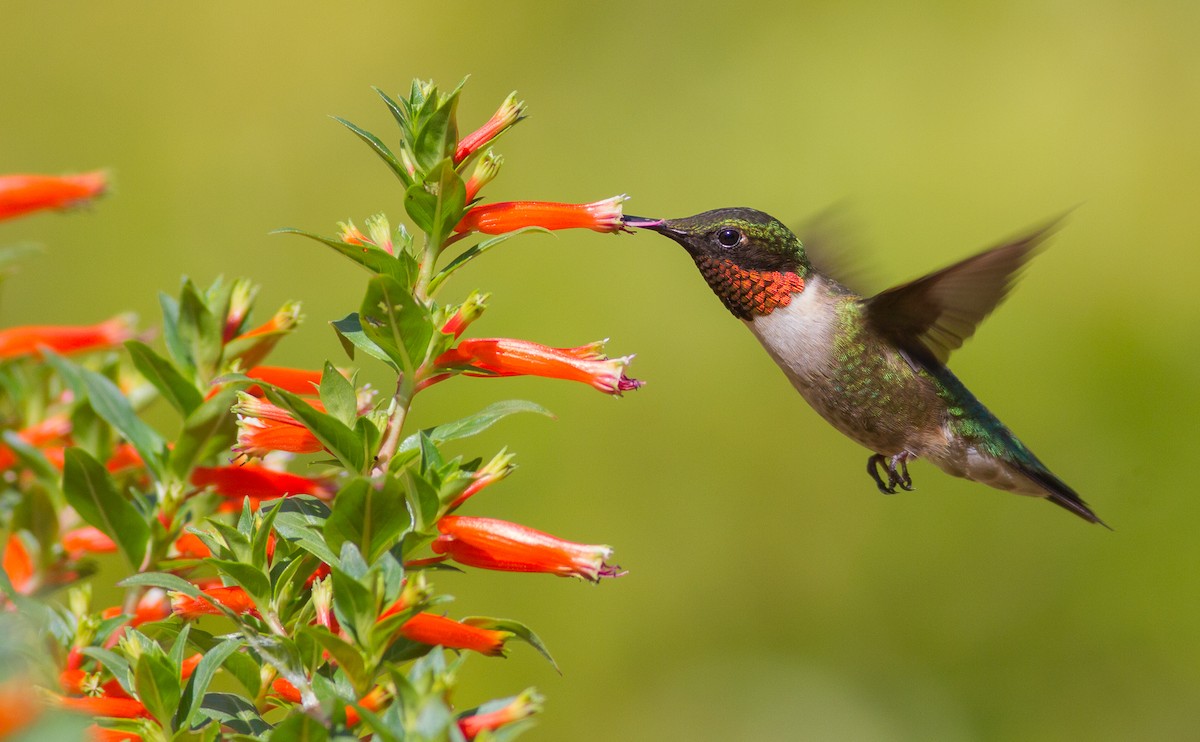 Ruby-throated Hummingbird - ML108738561