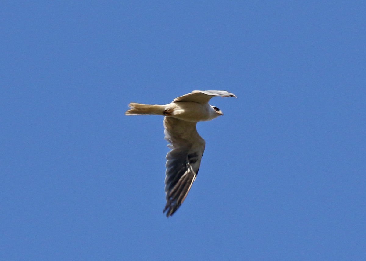 White-tailed Kite - ML108738751