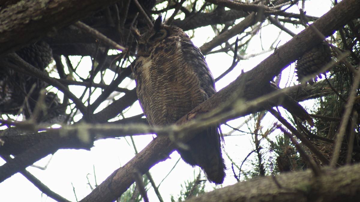 Great Horned Owl - ML108749101
