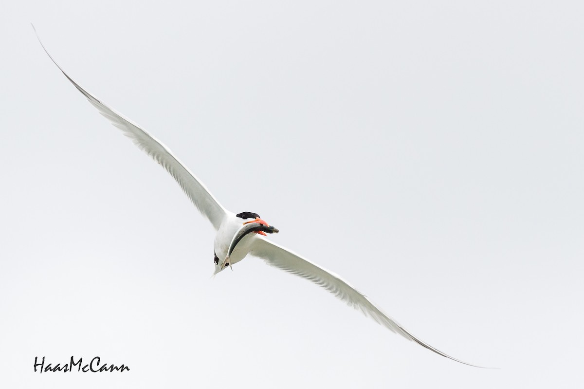 Royal Tern - Suzie McCann