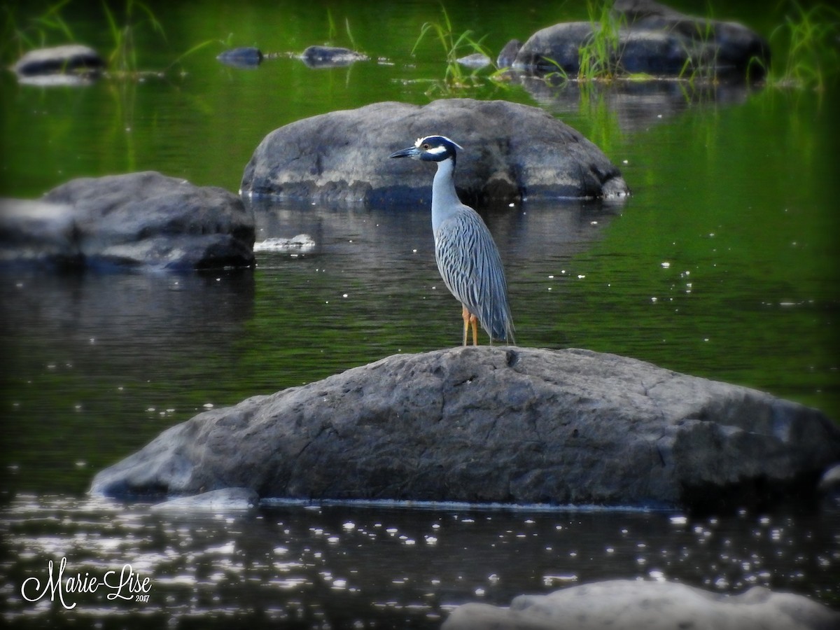 Yellow-crowned Night Heron - Marie-Lise Beaudin
